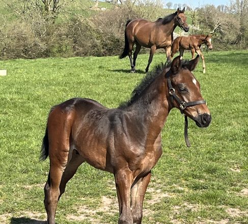Saddlers' Company news: Rathbarry and Glenview Studs Welcome Saddlers to Ireland