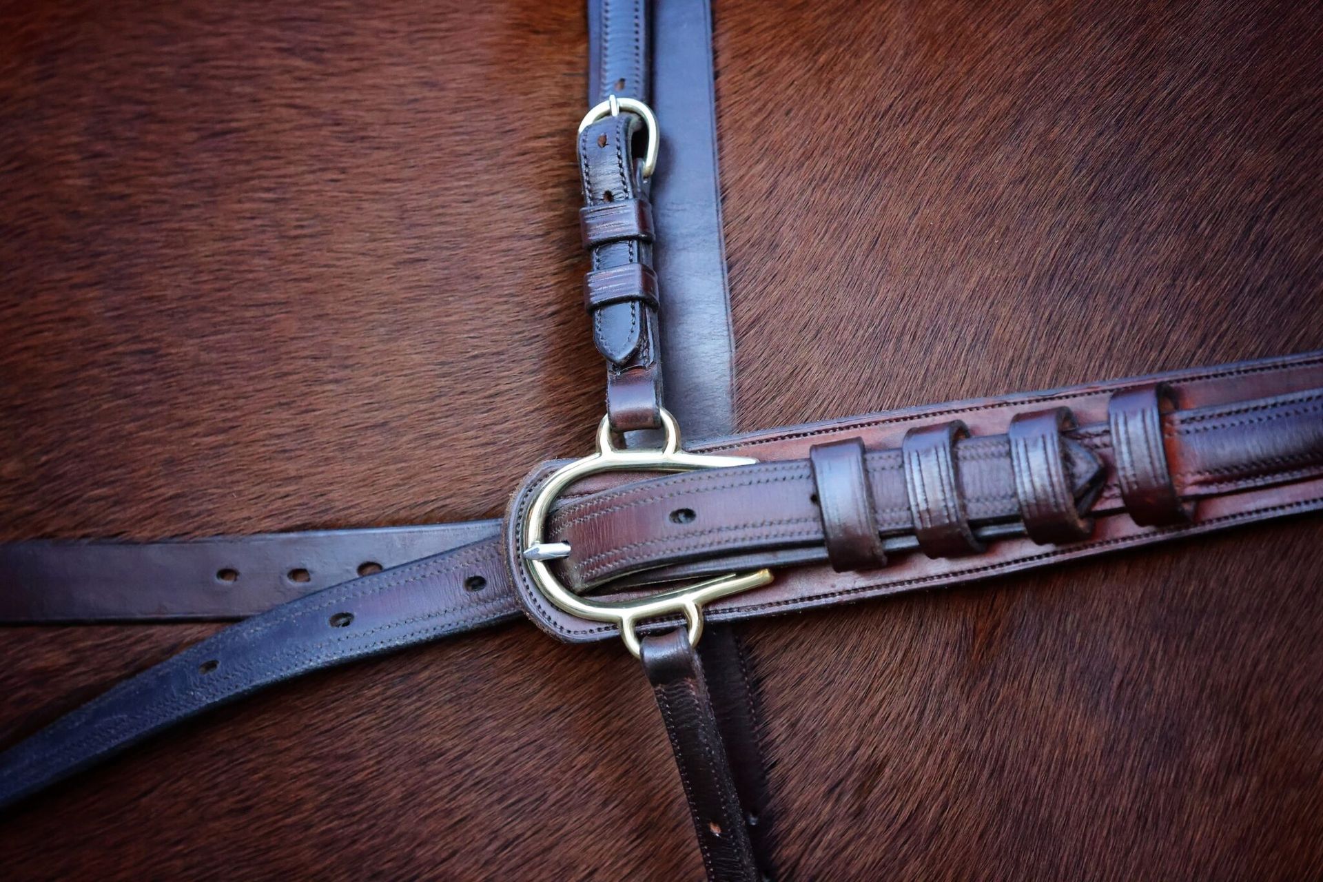 Close-up of a leather harness and brass buckle on a horse